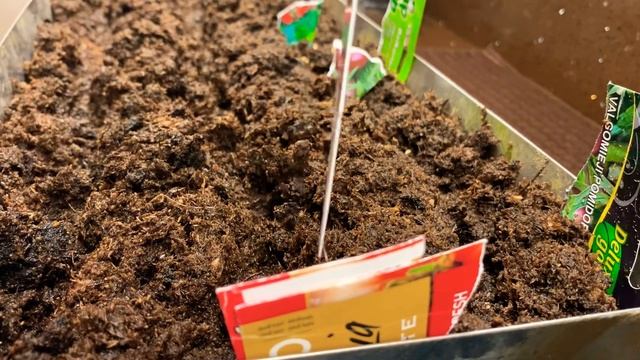 Сеем помидоры в благоприятный день.Опять рыбный день. Заготовка для торта Цифра смотреть онлайн