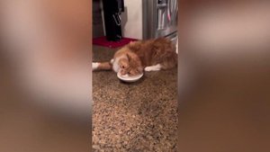 Кошка пьёт молоко