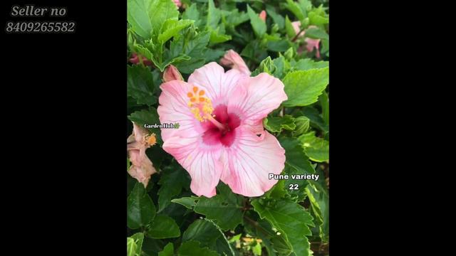 Buy Pune Variety Hibiscus In Just 15 - 20 смотреть онлайн