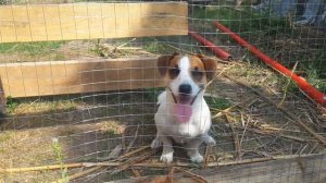 Новое жилье для уток Мулардов.