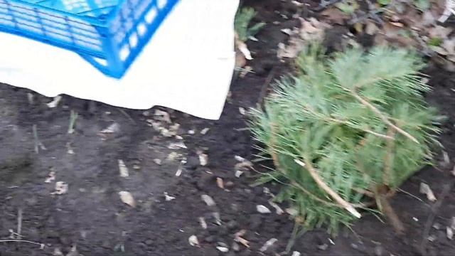 ПОДЗИМНИЙ ПОСЕВ АСТРЫ.ГОТОВИМ ГРЯДКИ.УКРЫВАЮ ГОРТЕНЗИЮ. ОФОРМЛЯЮ ЗАКАЗ НА СЕМЕНА АСТРЫ И ЦИНИИ. смотреть онлайн