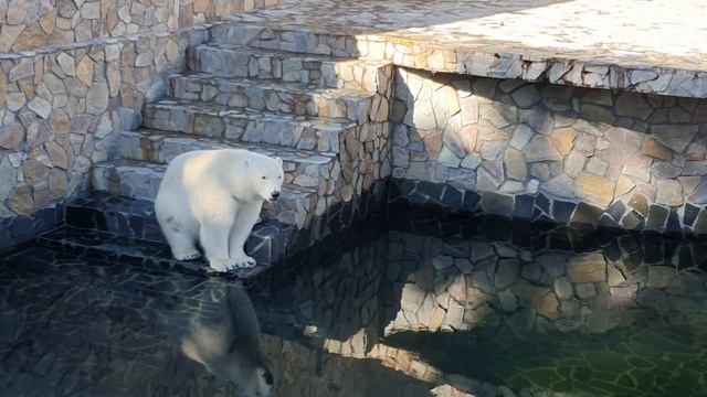 Белая медведица зевает смотреть онлайн