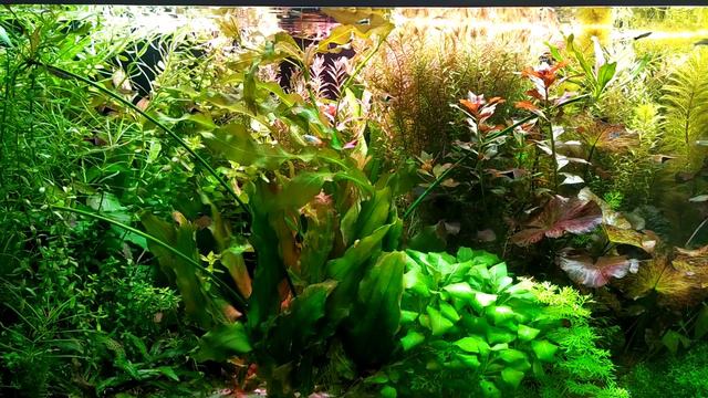 Обзор/Со2 из газ.воды,удобрения и небольшой обзор растений. смотреть онлайн