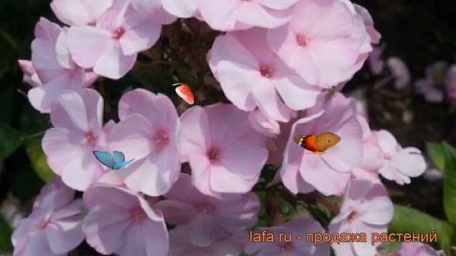 Флокс метельчатый Пинки Хилл (pinky hill) ? обзор: как сажать, рассада флокса Пинки Хилл смотреть онлайн