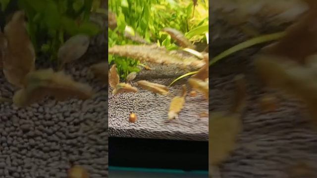 Аквариумная рыбка бычок #аквариумистика #бычок #аквариумныерыбки #aquarium #аквариум #рыбки #аква