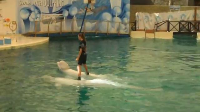 Дельфины в Анталии смотреть онлайн