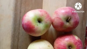 Из-за чего на яблоне растут гнилые яблоки, и как избавиться от болезни