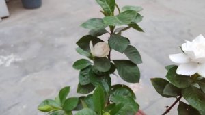 Care of Gardenia plant || Gandhraj flowering plant