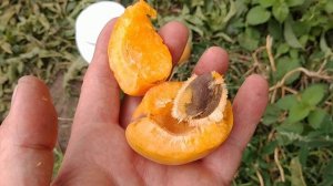 Абрикос Фардао. Apricot Fardao. Пізній, солодкий і хрусткий сорт. Огляд від Максі Сад