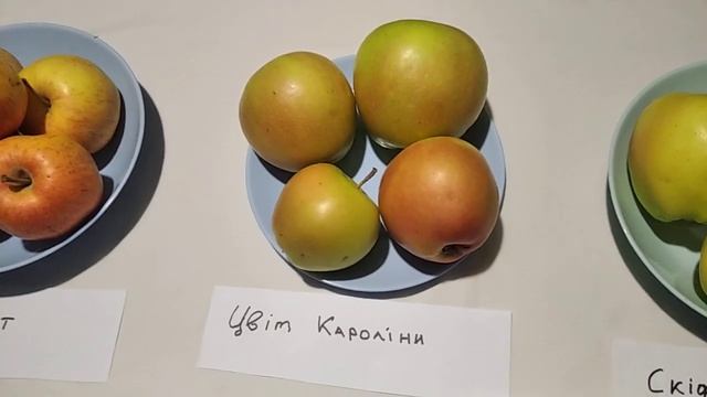 Осінні яблука : Скіфське Золото; Цвіт Кароліна; Гала Маст. Дегустація. смотреть онлайн