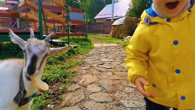 Малыш кормит животных на ФЕРМЕ и СОННЫЙ ПАПА смотреть онлайн