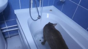 Камышовый кот дома