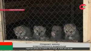 Жителей Советского научат гуманному отношению к животным