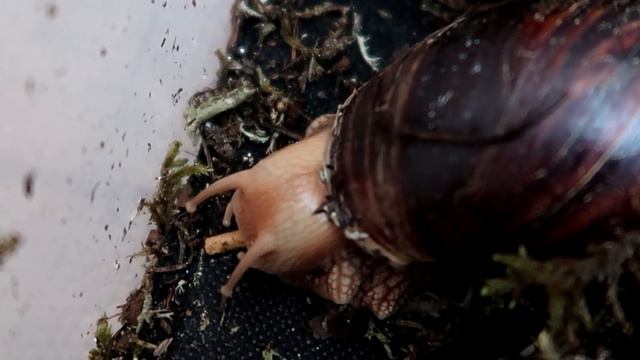 УЛИТКИ ЕДЯТ РЫБНЫЕ ПАЛОЧКИ || ДЕСЕРТ ДЛЯ МОИХ УЛИТОК смотреть онлайн