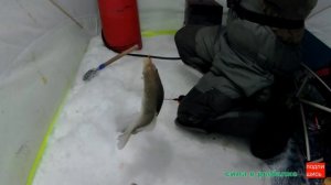 ЗДЕСЬ РЫБЫ НЕМЕРЕННО !!! ЗИМНЯЯ РЫБАЛКА, ОДИН В ПАЛАТКЕ НА ЛЬДУ.