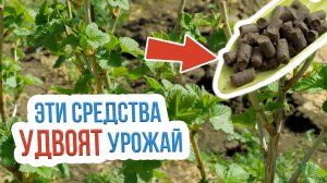 Первая подкормка смородины в весенний период. Каким удобрением подкормить смородину весной?