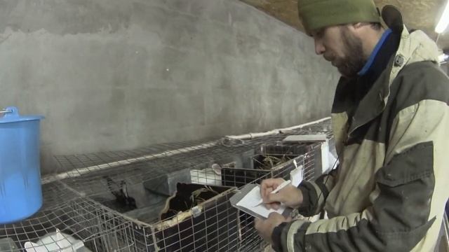 Качественное маточное поголовье- залог успеха кроликовода! смотреть онлайн