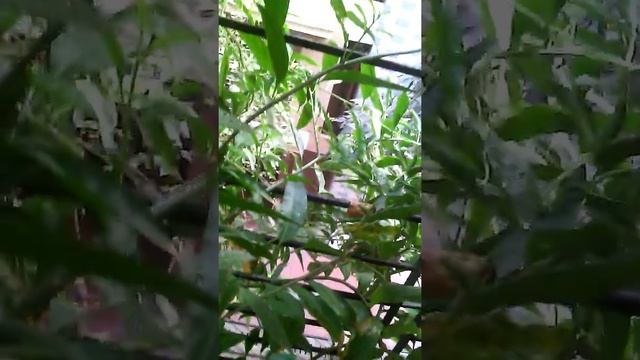 Cestrum Nocturnum [Raat Rani] in a pot смотреть онлайн