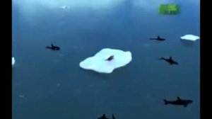 Хищные киты касатки охотятся на тюленя