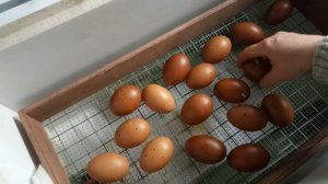 Недогрев во время инкубации. Чем грозит?