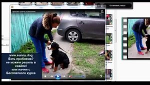 Как правильно успокоить гиперактивную собаку