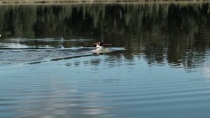 мой фокстерьер на озере (часть 1) /my fox terrier on the lake (part 1)