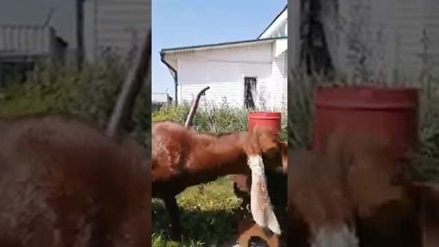 VID 20210722 WA0002 Восточные козы. Козы Камори. Новосибирск. смотреть онлайн