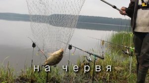 Лещ и карась на донки со звуковым сигнализатором. Рыбалка в Беларуси