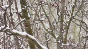 СНЕГОПАДИЩЩЩЩЩЩЕ