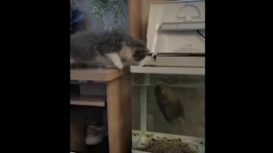 Горный козел, Кошачий драйв, Японские народные шоу.