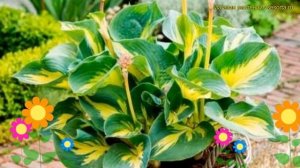 Хоста гибридная Бич Бой. Краткий обзор, описание характеристик hosta hybrid Beach Boy