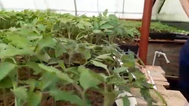 Испытания «Кормилицы-Микоризы» на рассаде томатов