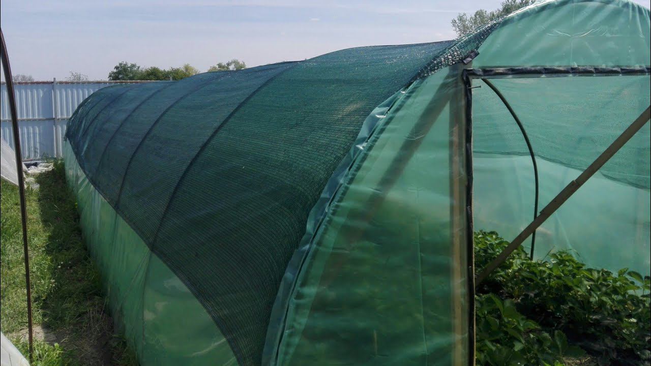 Как защитить клубнику от жары. Притеняющая сетка.