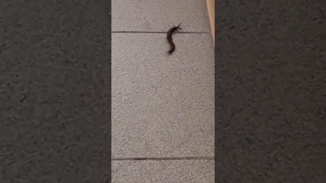 Сколопендра-ужас в нашем доме!!!