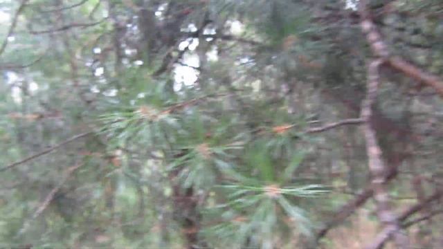 Лечение бронхита сосной. смотреть онлайн