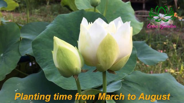 Growing mini white lotus in pots at home | grow mini lotus смотреть онлайн