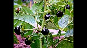 Ведьмин Сад. Белладонна. Выращивание Белладонны в Саду. Часть третья.