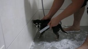 Чихуахуа. Купание