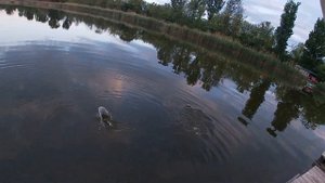Рыбалка на карпа проверяем что же лучше для ловли карпа карповик или фидер