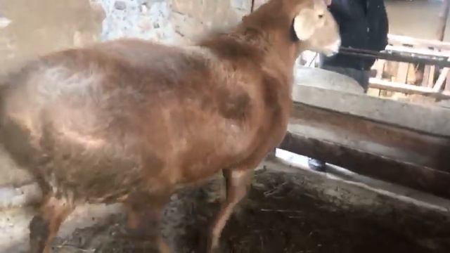 Внук Корабля. Архив. смотреть онлайн