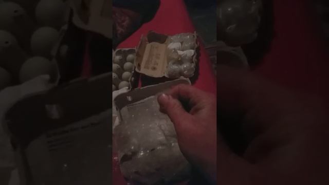 Инкубационное яйцо араукана скоро будут цыплята?