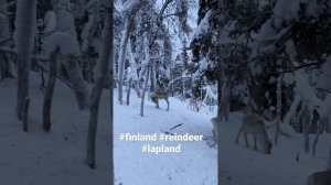 #reindeer #finland #lapland #sirkka #levi #snow #animal