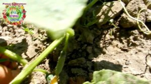 Кустовые огурцы: 19 июня - посеяны, 28 июля - первый сбор огурцов. Можно повторно садить огурцы.