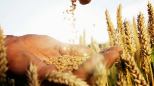 Куриное Царство. Курочка ароматная да румяная!