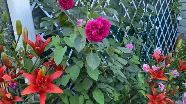 Розы в саду, 10 июня 22г Жасмина, Толбиак, Кентская, Баронесса, Фальстаф, Акварель. смотреть онлайн