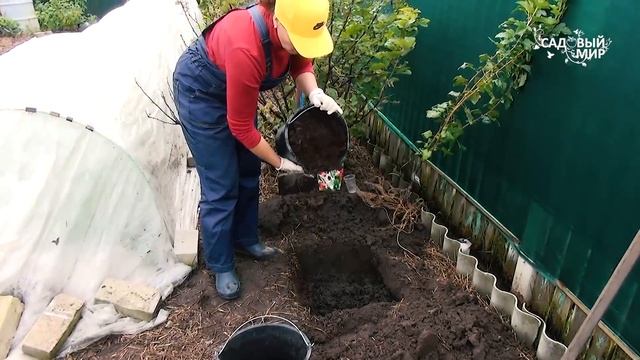 СМОРОДИНА ЗАВАЛИТ ВАС УРОЖАЕМ, ЕСЛИ ТАК ОМОЛОДИТЬ КУСТЫ ОСЕНЬЮ смотреть онлайн