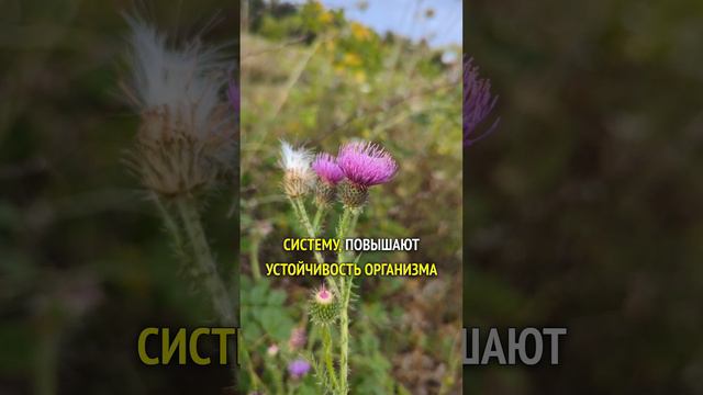 Чертополох - повышает устойчивость организма