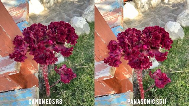 Canon Eos R8 VS Panasonic Lumix S5 II Camera Test Comparison смотреть онлайн