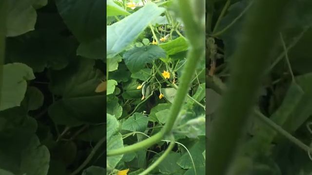 Машина для лепки пельменей смотреть онлайн