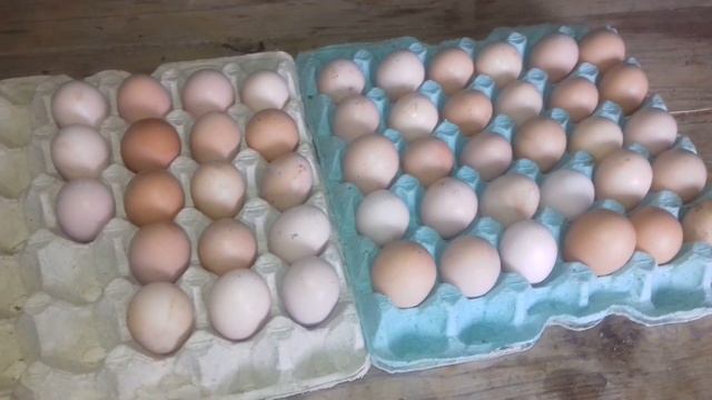 Куры. Выгодно или нет?Моё мнение...